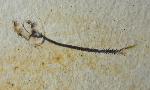 Orthogonikleithrus hoelli ARRATIA 1997 - Bild &copy; FossNet FossilienStore